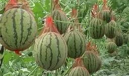 苏州热门吃瓜事件,揭秘本地热门吃瓜事件背后的故事