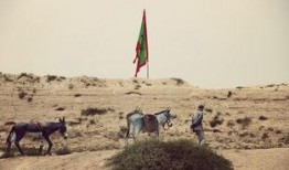 西北大漠吃瓜,探寻大漠中的甜蜜奇迹