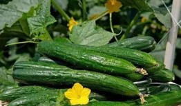 立秋吃瓜闽南,闽南传统美食文化传承