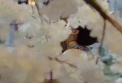 吃瓜伤心使人惆怅,揭秘网络舆论背后的情感漩涡