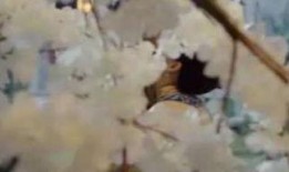 吃瓜伤心使人惆怅,揭秘网络舆论背后的情感漩涡