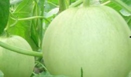 怀孕可以吃醇瓜,醇瓜助力母婴健康