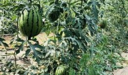 济宁华侨城吃瓜