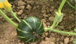 砀山吃瓜碧桂圆,碧桂圆，夏日吃瓜新风尚