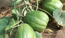 注意旁边吃瓜的人,揭秘“吃瓜群众”背后的故事