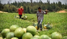 哨头村吃瓜,夏日吃瓜盛宴，感受乡村田园生活