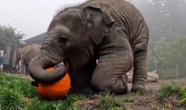 吃瓜小象,揭秘娱乐圈那些不为人知的幕后故事