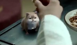 无极县吃瓜,瓜香四溢，品味生活新风尚