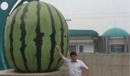 邵瓜咋吃,解锁夏日清新口感