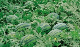 济源吃瓜所,揭秘当地特色美食背后的故事