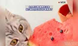 吃小猫的瓜,揭秘吃小猫瓜背后的惊人真相