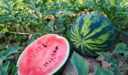 开封尉氏北街吃瓜,夏日吃瓜盛地，品味古城风情