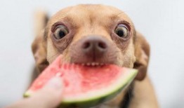 狗吃瓜被打扰,一场宠物与人类的和谐冲突