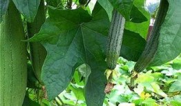 绿色冲浪理智吃瓜,揭秘网络时代的健康生活方式