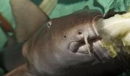 鲨鱼吃瓜资源,探寻海洋霸主的不解之缘