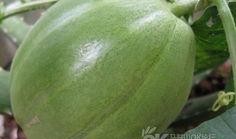 瓢盆里吃瓜,夏日悠闲生活剪影