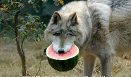 带你吃瓜恐龙扛狼,带你领略史前吃瓜奇观