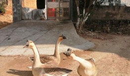 吃瓜的傻鹅,吃瓜傻鹅的趣味生活揭秘