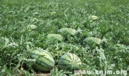 梦见去西瓜地吃瓜