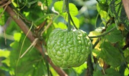 佛山瓜可以吃吗,揭秘其可食用之谜